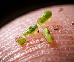 Image result for Wolffia