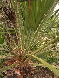 Apr 21, 2021 · boxelder maple tree growing. The Palm Tree Page Arecaceae Parts Of Plants Palm Trees Plants