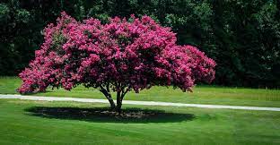 I bought a crepe myrtle 'dynamite' from lowes, so i thought what the heck i'll try it, i kept the receipt within reach because i was skeptical that it would make it thru the winter. Crape Myrtle Varieties And Guide The Tree Center