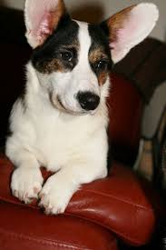 The teacup corgi puppies for sale can easily play along with humans, babies, and other pets. Cardigan Welsh Corgi Corgi Corgi Dog Welsh Corgi Puppies