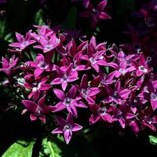 Image result for Pentas longiflora
