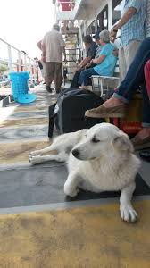 Son Kazdagli On Twitter Labrador Retriever Dogs Labrador