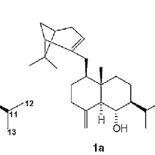Image result for Phyllanthus pseudocarunculatus
