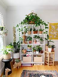 Check spelling or type a new query. The Front Lines Of My Houseplant Army Fighting Reddit House Plants Indoor Plant Decor Indoor House Plants Decor