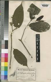 Image result for Leptonychia