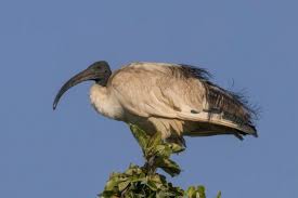 This large collection of animals starting with i contains the meaning and an example of the word in a sentence. African Sacred Ibis Wikipedia
