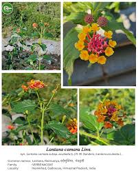 Image result for Lantana tiliifolia