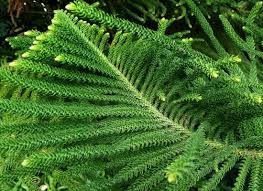 Image result for Araucaria heterophylla