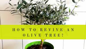 If those low temperatures affected your plants because you just forgot to take them inside, don't worry! 13 Great Solutions On How To Revive Olive Tree Bring Back To Life