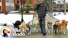 Professional Dog Walker Teaches Pack Of Dogs How To Perfectly ...