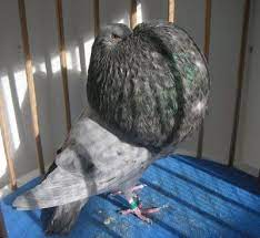 حمام النفاخ الأسباني razas de palomas paloma palomas mensajeras