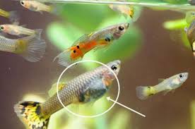 How often do you feed guppy fry? How Do Guppy Fish Reproduce A Complete Guide