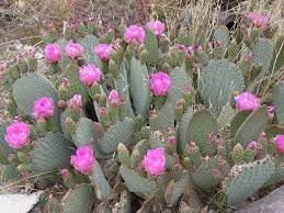 The plants' removal from the wild does have an effect on population if cactus, yucca, and other native desert plants are obtained legally, we can all enjoy the beauty of the desert's flora for years to come. Cactus Wrangling Desertusa Stories News