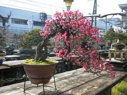 Cherry blossom trees are the most florieferous and colourful of all the spring flowering trees and never fail. Japanese Flowering Apricot I Youtube