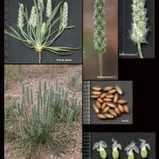 Image result for Plantaginaceae
