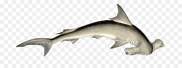 Cartoon Shark Png Download 800 327 Free Transparent Shark Png Download Cleanpng Kisspng Pngtree provides millions of free png, vectors, clipart images and psd graphic resources for designers.| cartoon shark png download 800 327