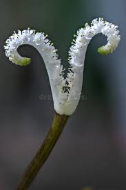 Image result for Aponogetonaceae
