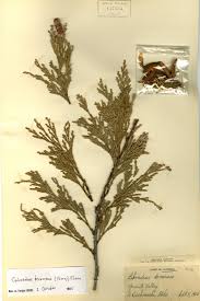 Image result for Calocedrus decurrens