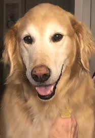 Finnigan is a proven field and obedience golden retriever. Takes after his  sire and dam. Which I own both. Brains, talent, and a true golden.  http://www.k9data.com/pedigree.asp?ID=1025216