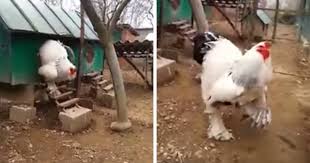 People Can T Believe How Giant This Chicken Is Bored Panda Find the best free funny videos. people can t believe how giant this