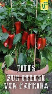 11 Fragen Antworten Zur Pflege Von Paprika Plant Happy Gemuse Pflanzen Paprika Pflanzen Garten Anpflanzen