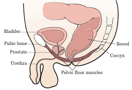 Rather, their function is primarily to stabilize. Pelvic Floor Muscle Kegel Exercises For Men Memorial Sloan Kettering Cancer Center