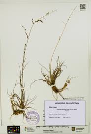 Image result for Eragrostis atrovirens