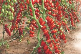 Image result for tomato Datterino