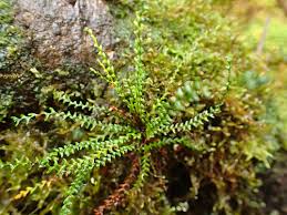 Image result for Lindsaeaceae