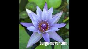 Akar teratai bermanfaat bagi kesehatan jantung, kulit, otak, dan organ lainnya. Jual Bunga Teratai Tumbuh Bukan Biji
