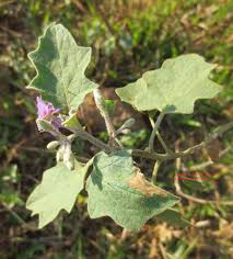 Image result for Solanum anguivi