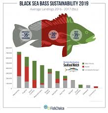 Black Sea Bass Fishchoice