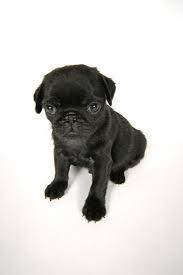 Check out our pug puppies selection for the very best in unique or custom, handmade pieces from our shops. Black Pug Puppy 6 Weeks Old Photographic Print Art Com