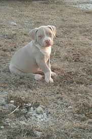 Huey is a xl champagne pitbull puppy | julie is a champagne xl pitbull puppy (embark tested pitbull puppies) julie is the daughter of one of the few abkc grand champions! Champagne Pitbull Price Off 62 Www Usushimd Com
