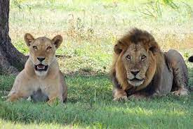 Las leonas que tienen crías tienen más probabilidades de ser tolerantes hacia las de otras leonas que las que no tienen. Las Reinas De La Sabana A Cinco Leonas Les Crece Melena Y Actuan Como Machos Ecodiario Es