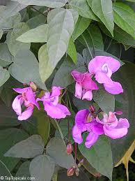 Image result for Vigna pygmaea