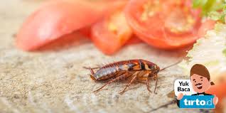 Kalau semut asyik hurung bekas gula anda, simpankan terus di dalam peti sejuk. Cara Mengusir Kecoak Dan Serangga Di Dapur Dengan Bahan Alami Tirto Id