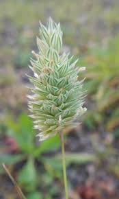 Image result for Phalaris