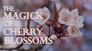 Magical Herbs Elune Blue Magical Herbs Cherry Blossom Blossom