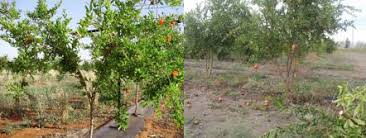 The tree adapts to a wide variety of soils. Hs44 Mg056 The Pomegranate