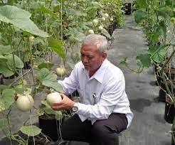 Teknik hidroponik terus berkembang dengan metode ataupun alat bantu baru yang semakin memudahkan para petani dalam bercocok tanam. Budidaya Tanaman Sayuran Daun Dengan Hidroponik