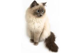 You can find himalayan breeders through the cat fanciers' association and the international cat association websites. Himalayan Cat Cat Breed Selector