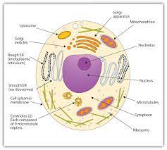 The protoplasm of the cell is composed of cytoplasm and nucleus. Cell Structure Human Cell Diagram Animal Cell Project Animal Cell Drawing
