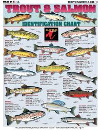 How To Identify Freshwater Species Shad Perch Walleye