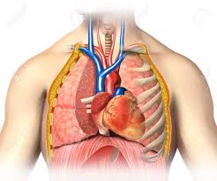 Long bones, short bones, flat bones, irregular bones. Man Anatomy Thorax Cutaway With Heart With Main Blood Veins Stock Photo Picture And Royalty Free Image Image 19893709