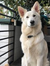 See more of being really, really, ridiculously good looking on facebook. My Dog Is Really Really Ridiculously Good Looking Aww