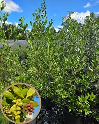 Image result for Syncolostemon sp. nov. aff. teucriifolius