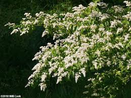 Maybe you would like to learn more about one of these? Chinese Privet Ligustrum Sinense Bush With White Flowers Invasive Plants Flowering Bushes