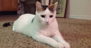 Turkish Van Cats Turkish Van Cat Breed Info Pictures Turkish Van Cats Cats Turkish Van