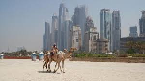 Camel racing has been part of arabian culture for generations, but the widespread use of robots as he entered the shop in dubai on a recent afternoon and began negotiating the price of a whip with owning a camel is an honor in many gulf countries, and there are established laws about how much. Camel And Dubai Buildings Picture Of The Ritz Carlton Dubai Dubai Tripadvisor